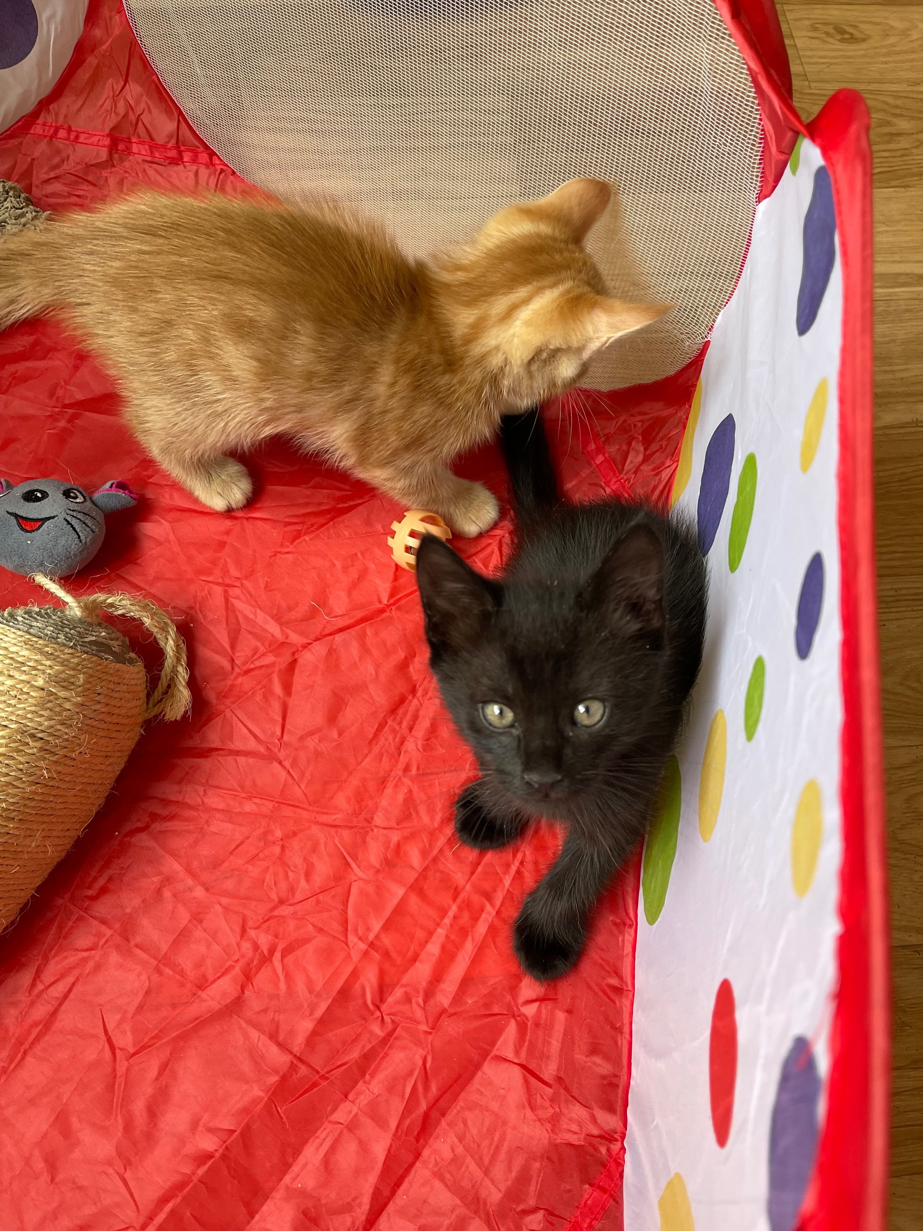Котята отдам  котенок мальчик