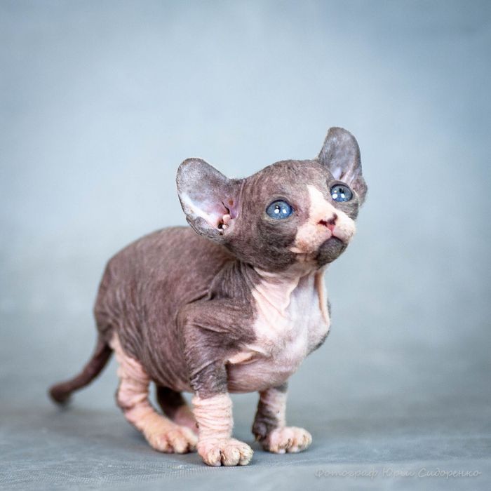 Эльф, сфинкс, канадский сфинкс, премиум бебифейс