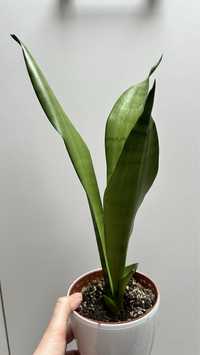 Sansevieria Moonshine