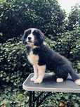 Piesek Border Collie ZKwP/FCI gotowy do zmiany domu