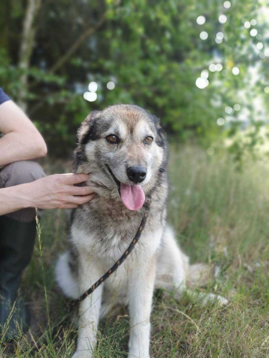 TOLA i MEDI szukają wspólnego domu