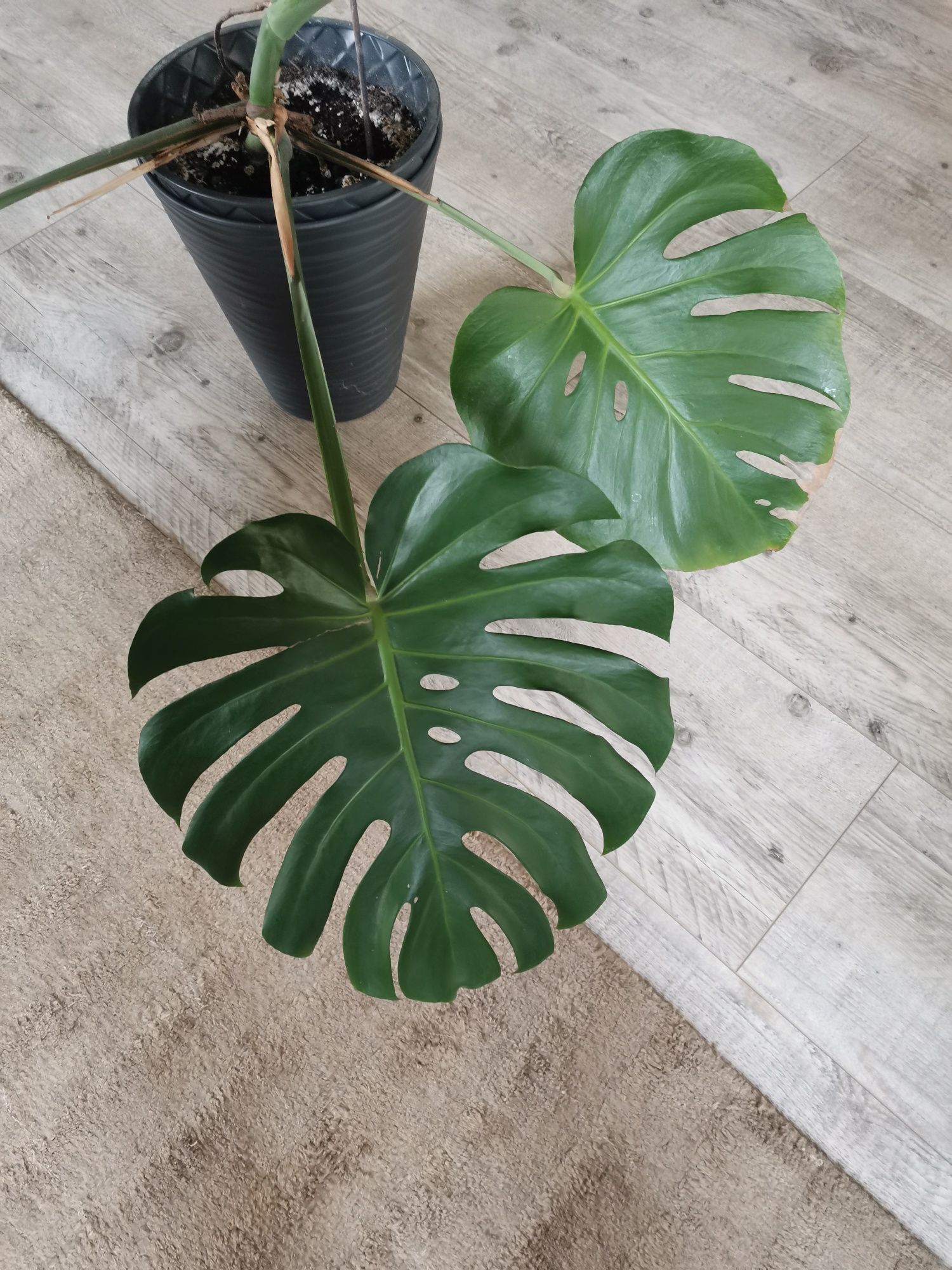 Monstera 6 liści