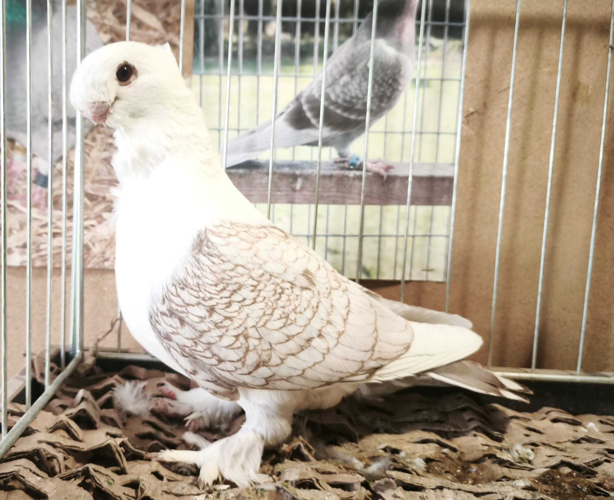 Mewka orientalna bluety