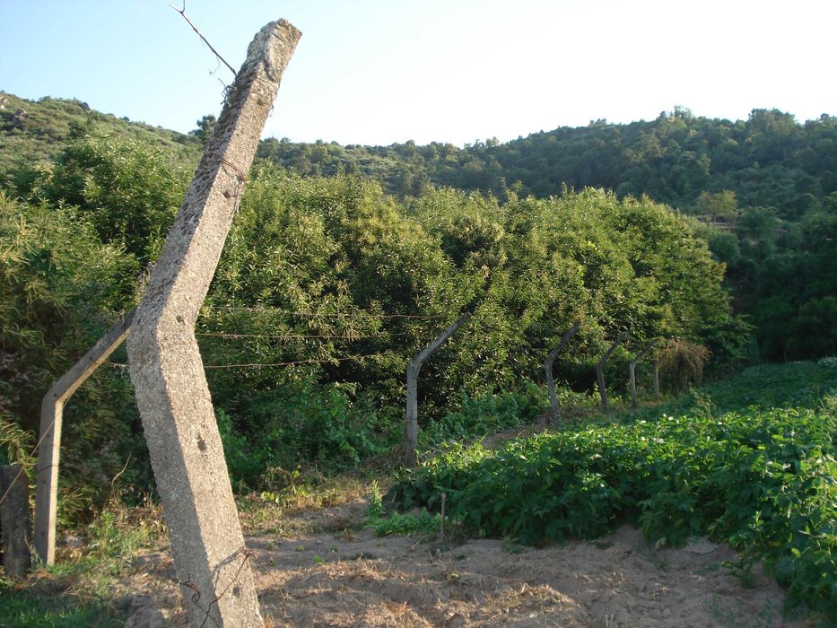 Terreno Rústico em Pegarinhos com Castanheiros – 3.000 m²