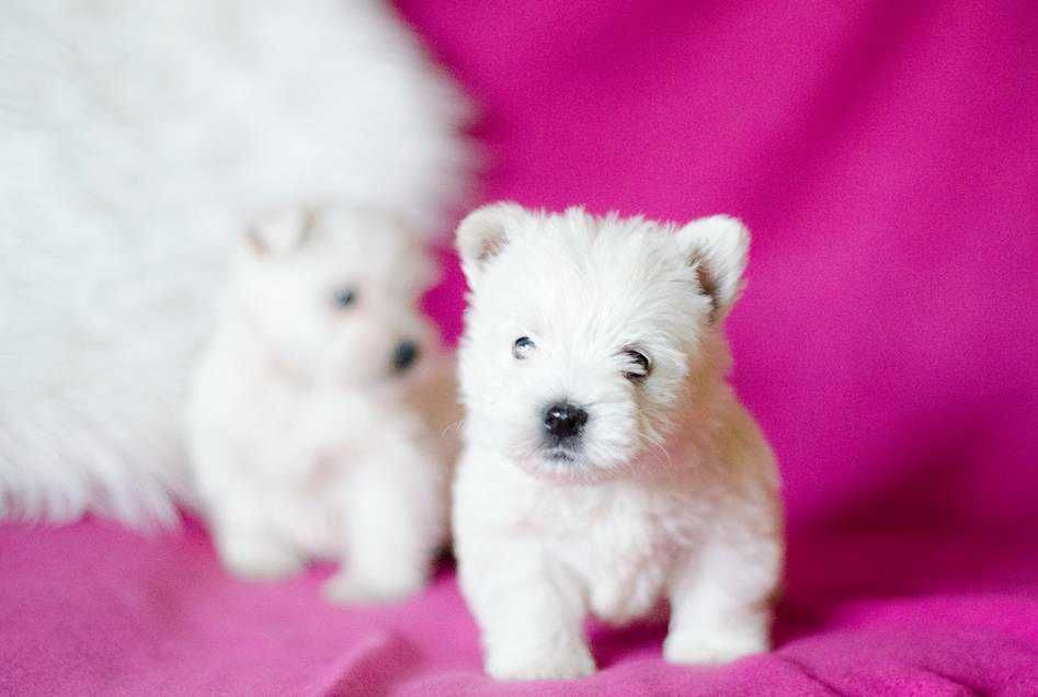 West Highland White Terrier - suczka ;)
