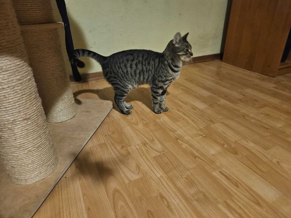 Roczny  ,Zozi ,zna dużego psa