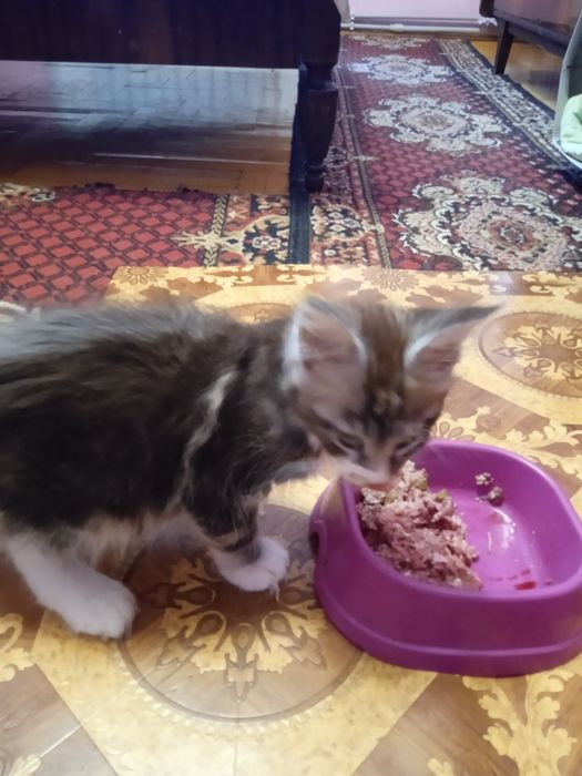 Двохмісячні симпатюльки мейн кунчики