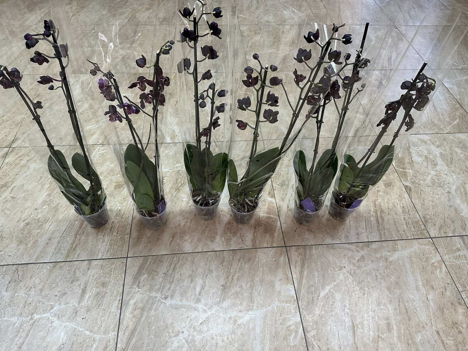 Чорна орхідея/темна орхідея/орха