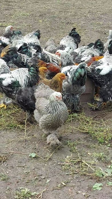 Брама:Кури,півні,курчата та і/я