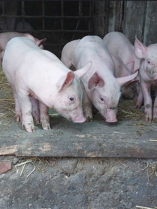 продам маленьких поросят 2500грн(торг)