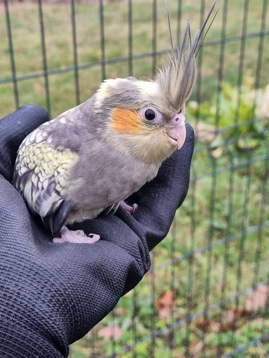 Papuga nimfa do ręcznego karmienia