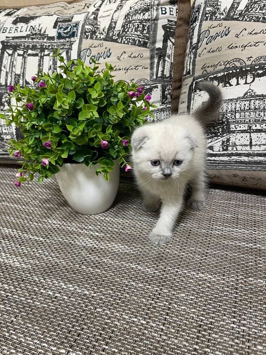 Продам пухнастих кошенят