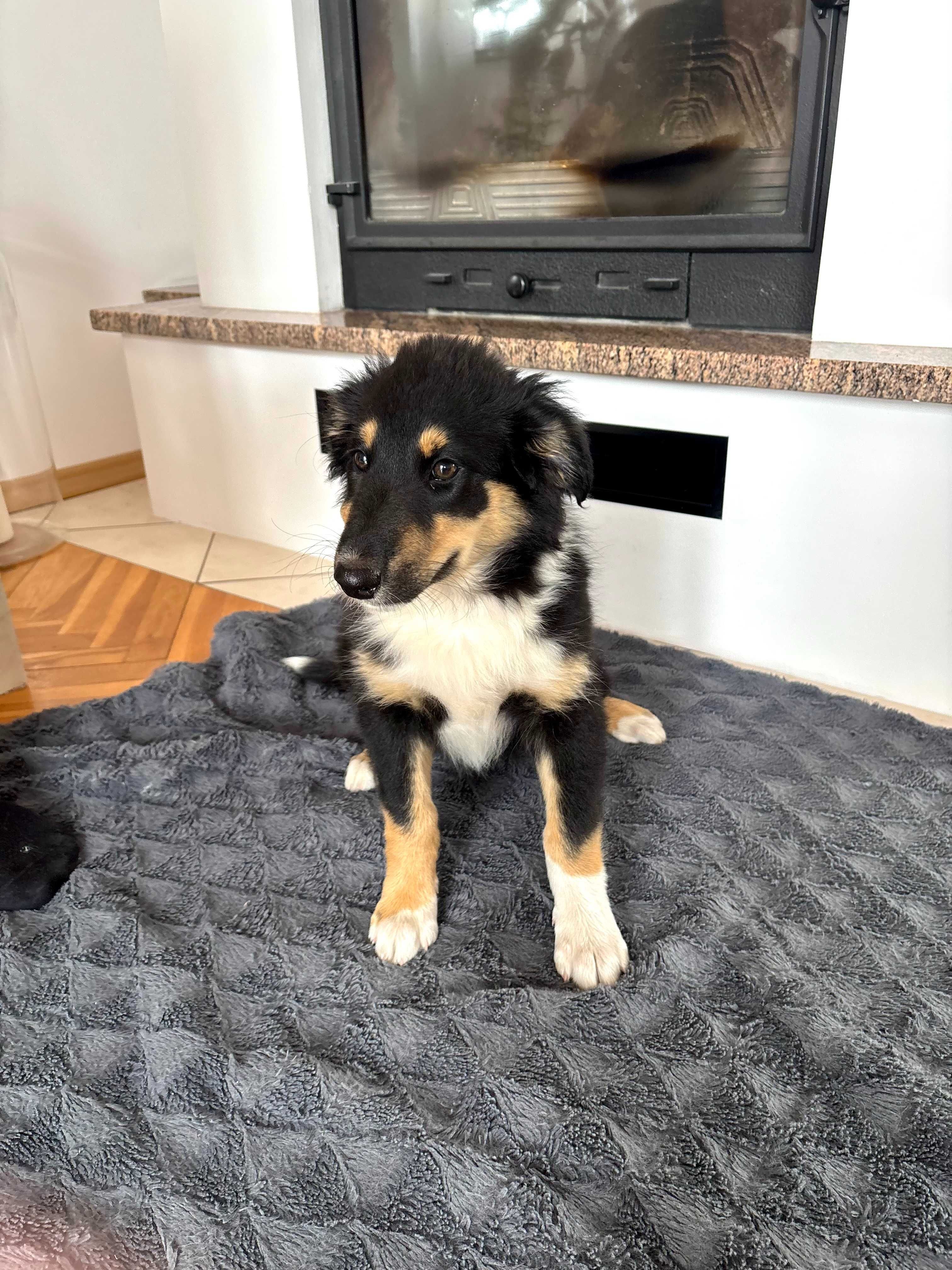 Szczeniak Owczarek Szkocki Collie