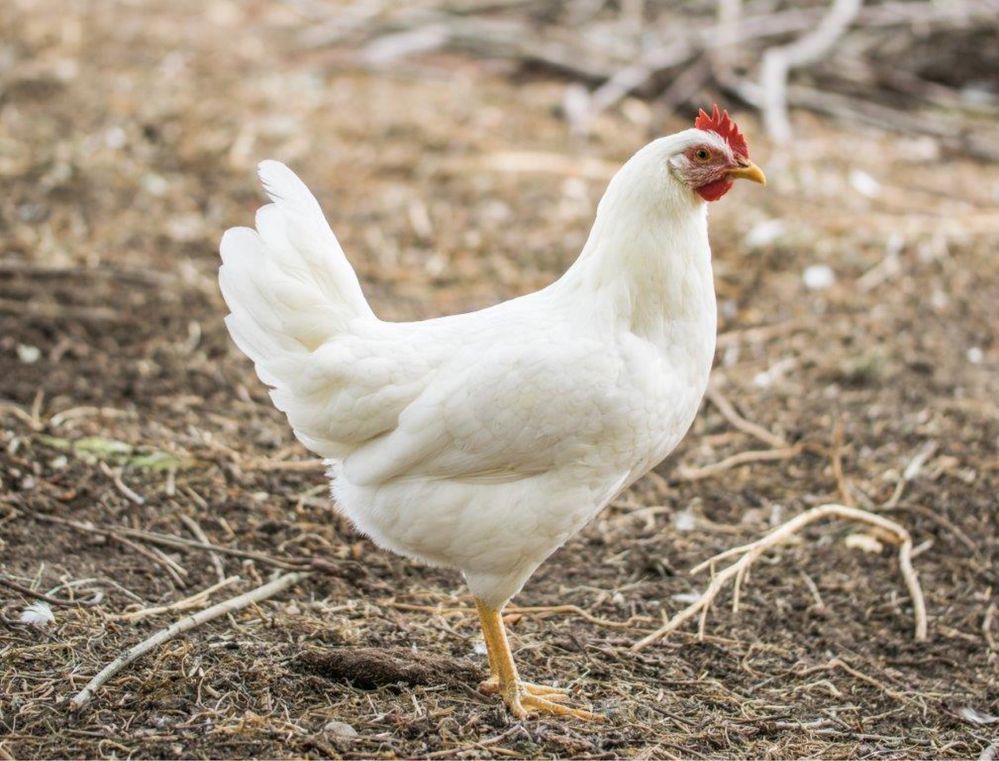 Ovos e pintos de galinha Leghorn - Alta Produção de Ovos Brancos