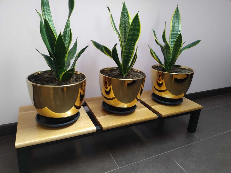 kwiaty Sansewieria z doniczką. Osobno lub z kwietnikiem