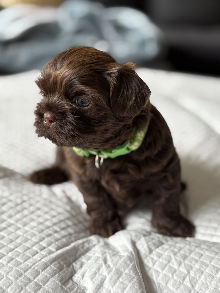 Shih tzu czekoladowy samiec Gimi z rodowodem FCE