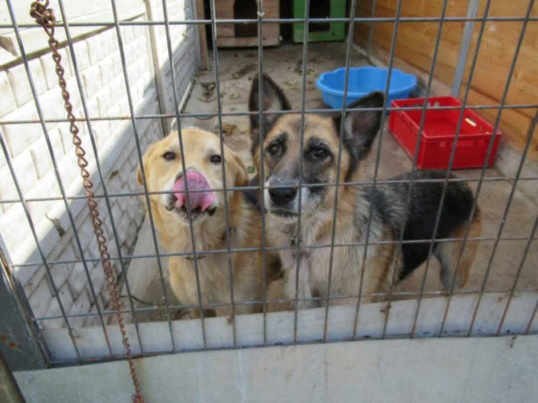 Przyjazna LULU w typie owczarka niemieckiego szuka domu !!