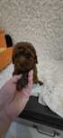 Maltipoo F1b  suczka kolor Red Brown do odbioru