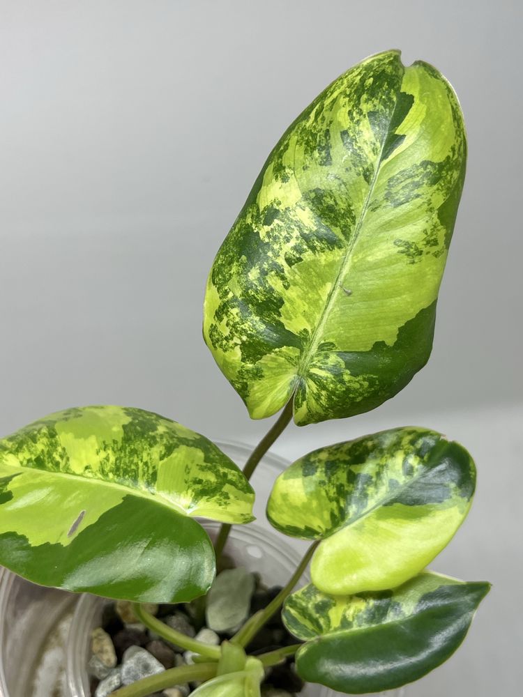 PHILODENDRON BURLE MARX VARIEGATA syngonium epipremnum monstera hoya