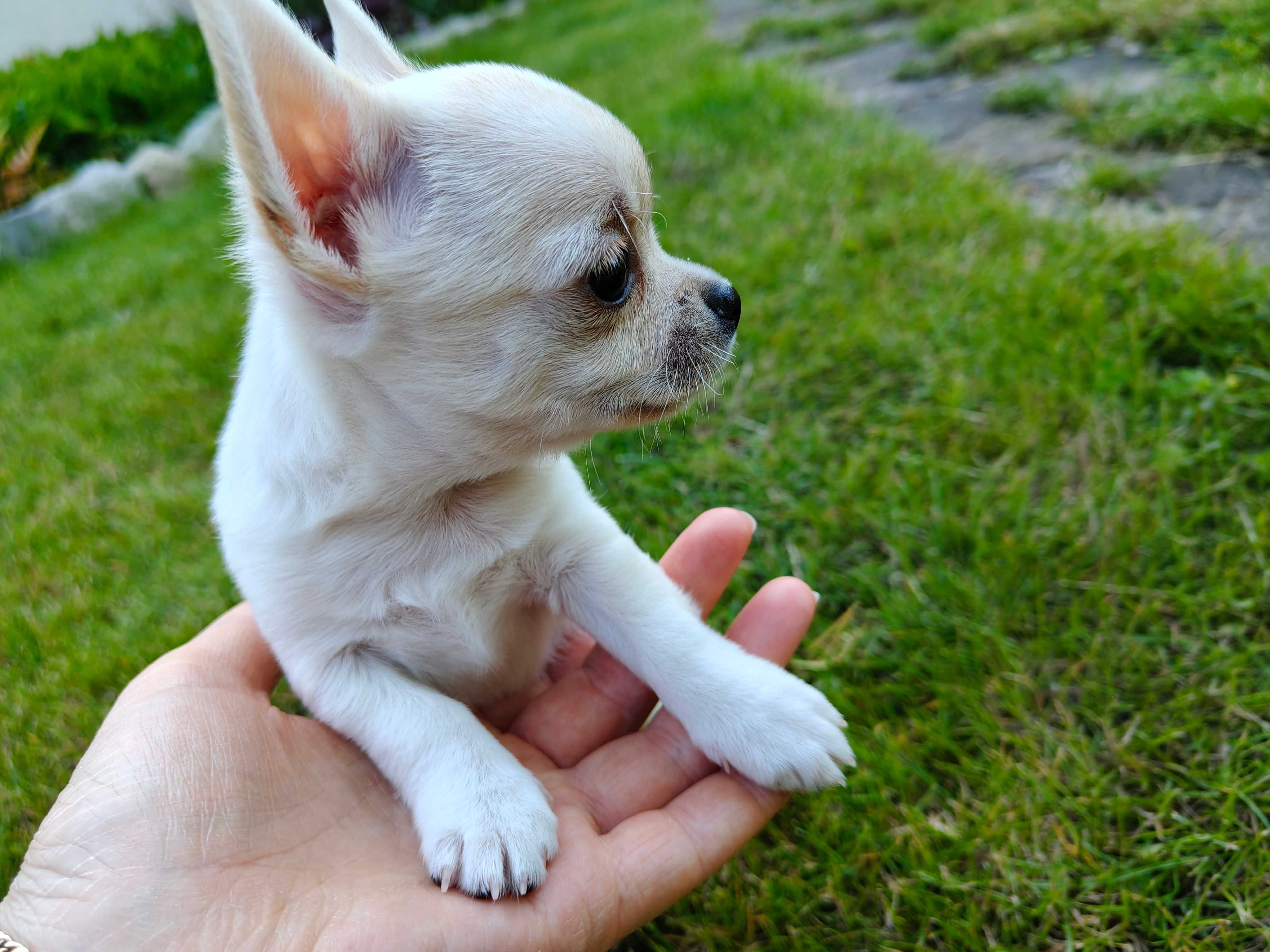 Chihuahua krótkowłosy ZKwP (FCI)