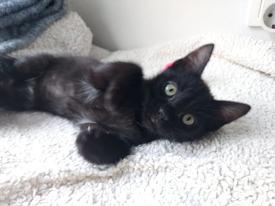 Gatinho bebé para adoção