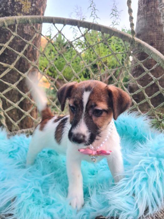 Jack Russel Terrier fêmea