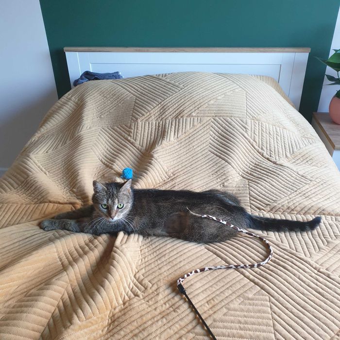 Koko szuka kochającego domku! Stowarzyszenie Częstochowa dla Zwierząt