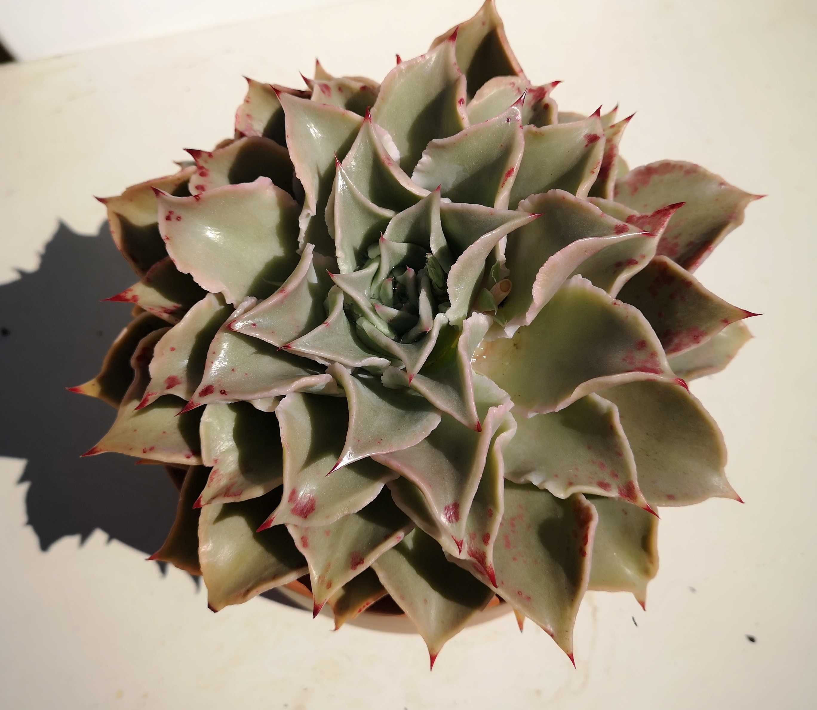 Suculenta Echeveria Madiba