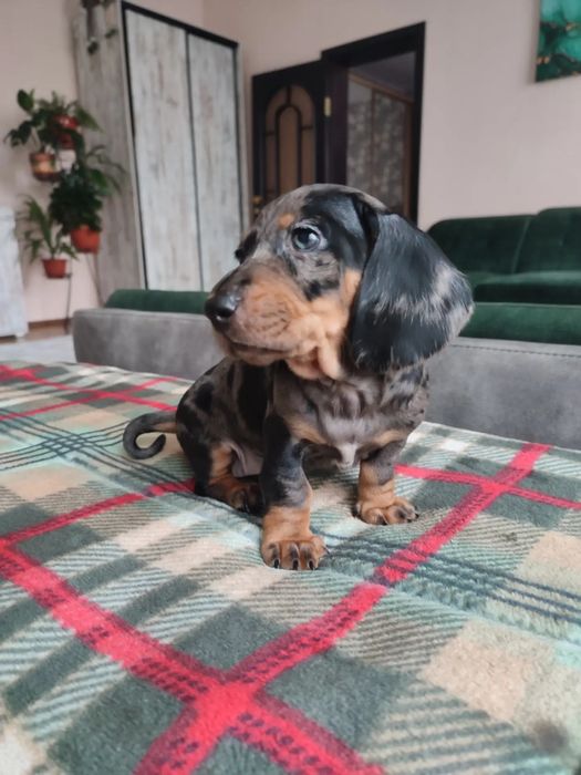 Продаются щенки таксы мрамор мерле