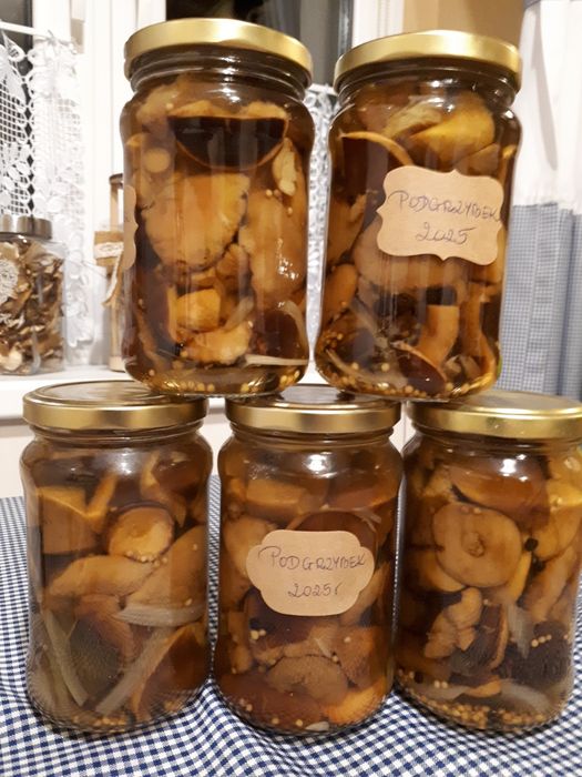 Podgrzybek marynowany.Bory Tucholskie.