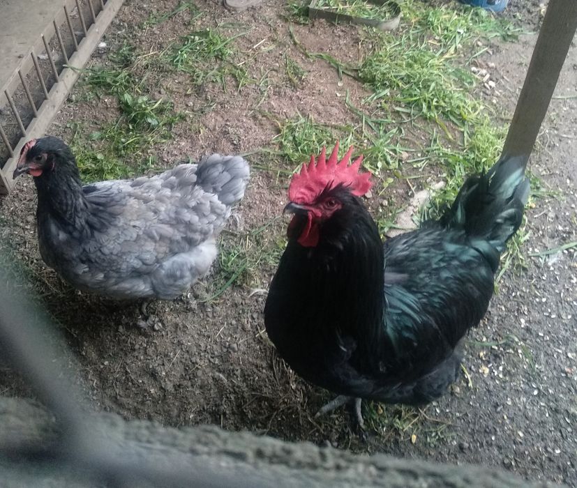 Джерсійський гігант сім'я 1+3.