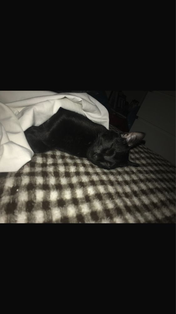 Gato para adoção responsável