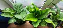 Skrzydłokwiat spathiphyllum wallisii CUPIDO białe kwiaty