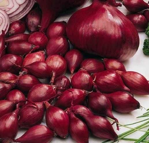 Cebula dymka zimowa Czerwona Electric 500g