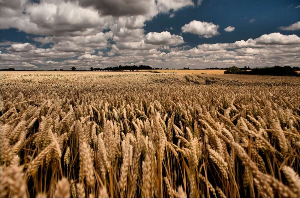 Продам пшеницу  9гр.