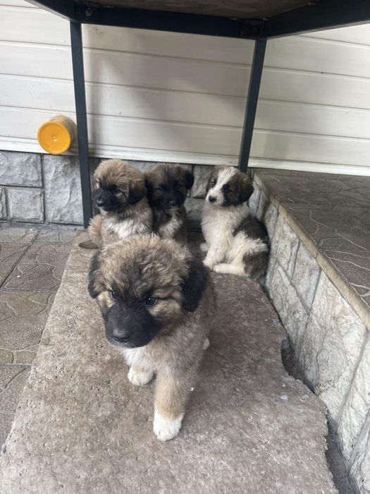 Продам цуценят московської сторожевої