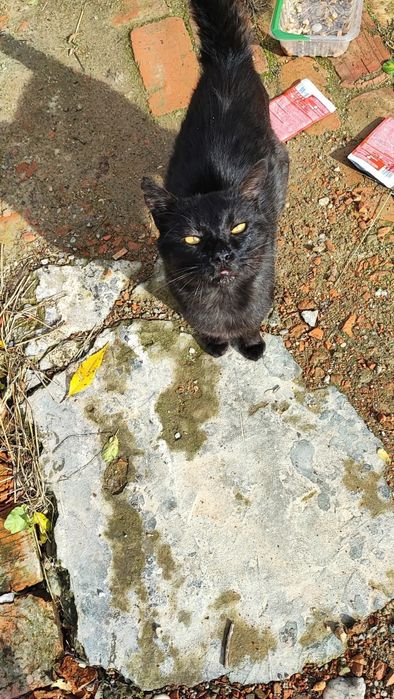 Котик шукає домівку