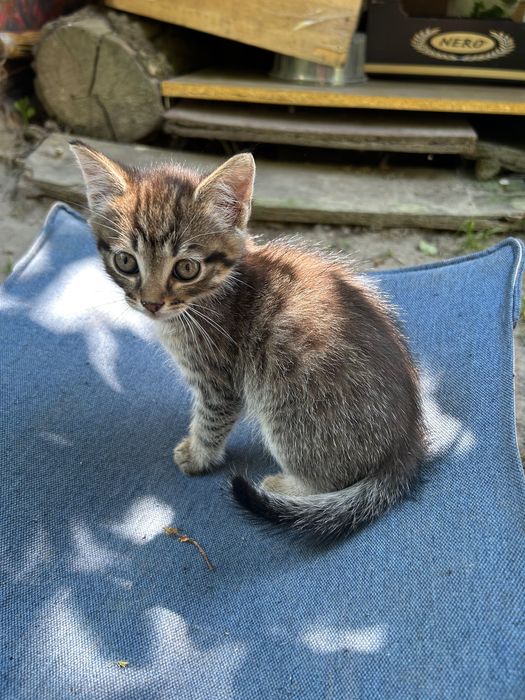 Кошенята безкоштовно