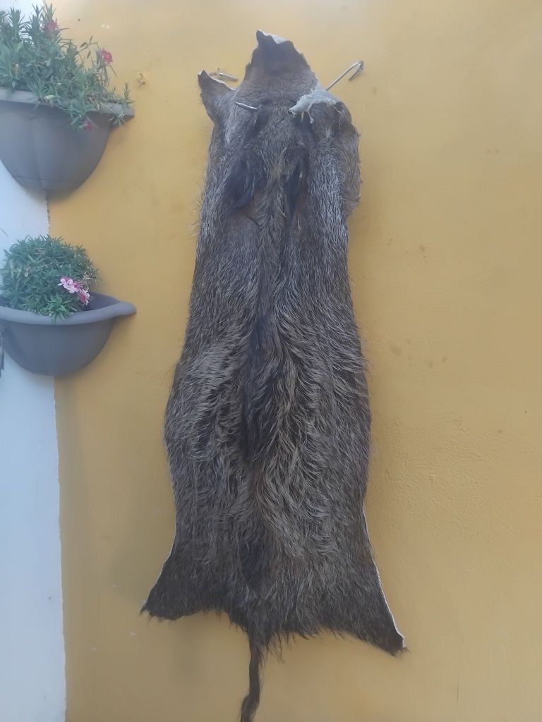 Couro o pele de javali