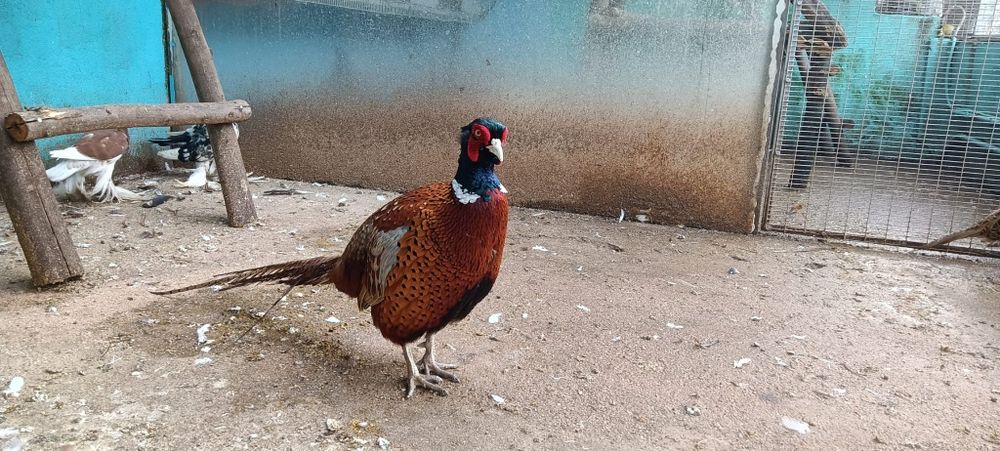 Casal de faisões de coleira