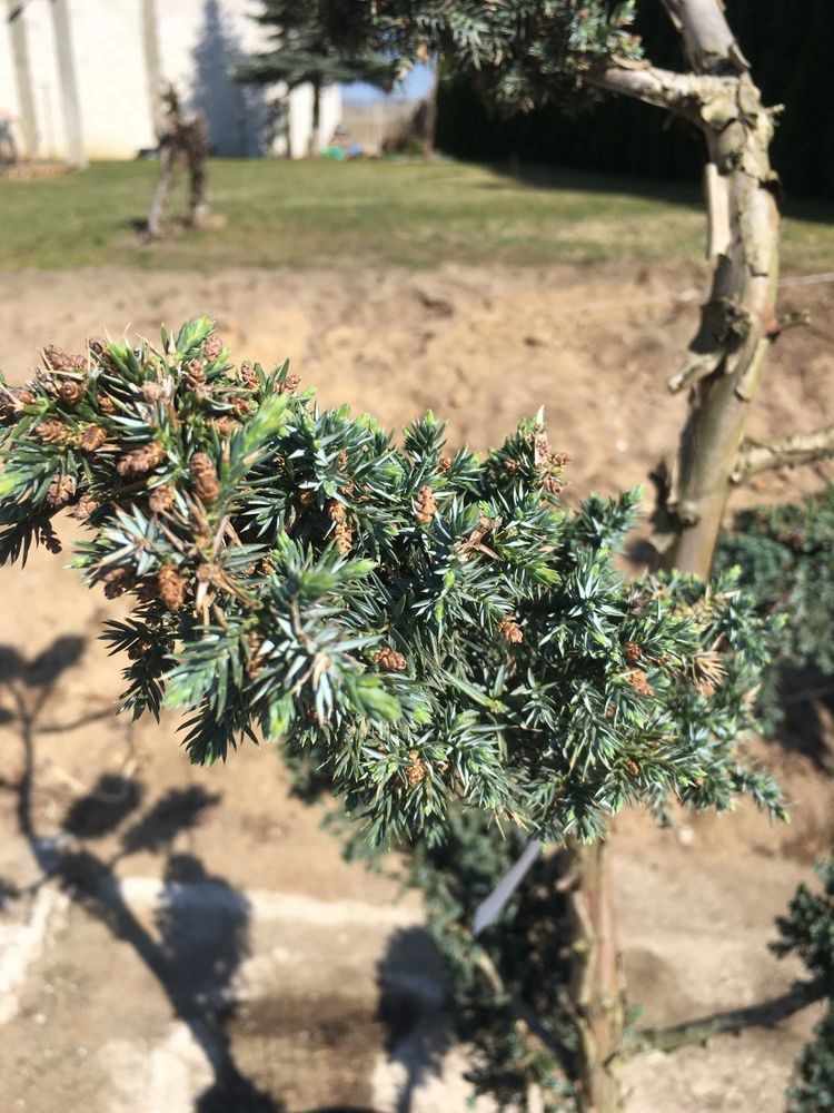 Jałowiec bonsai (juniperus squamata blue alps)