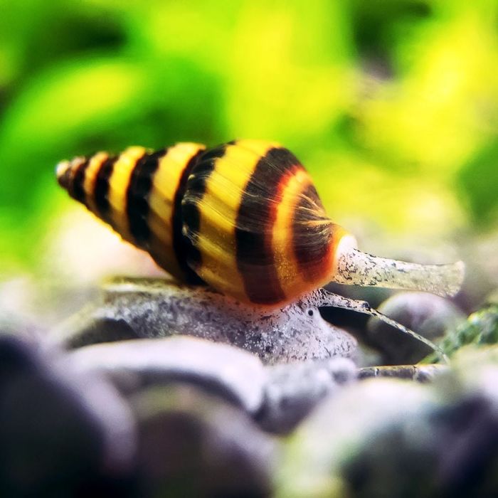 Caracois Helena