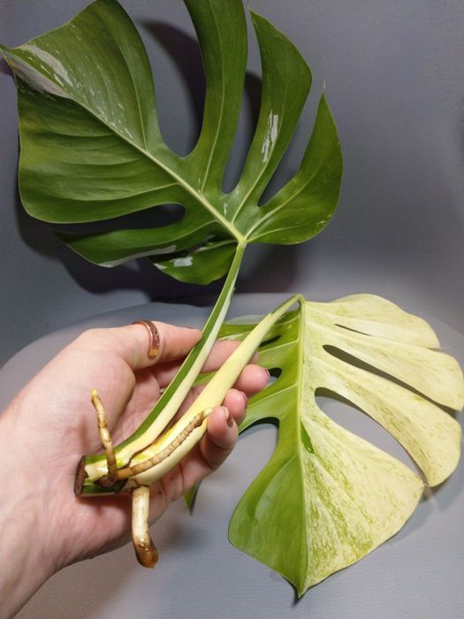 Monstera mint szczyt