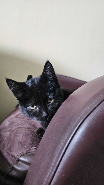 Gatinha para adopção RESPONSÁVEL