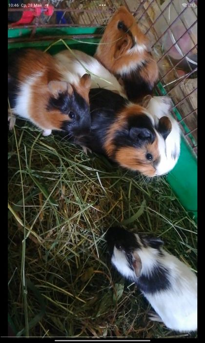 Морские свинки в наличии всегда