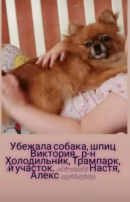 Пропала собака шпиц