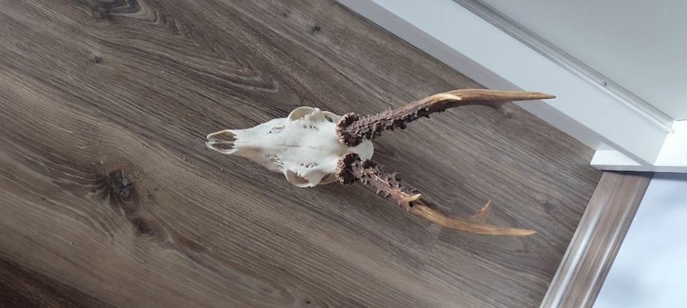 Poroże kozła sarny.