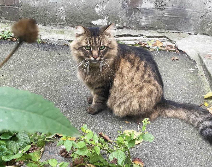 Марсель, 3р - казковий пухнастик з зеленими очима / кіт кішка кот