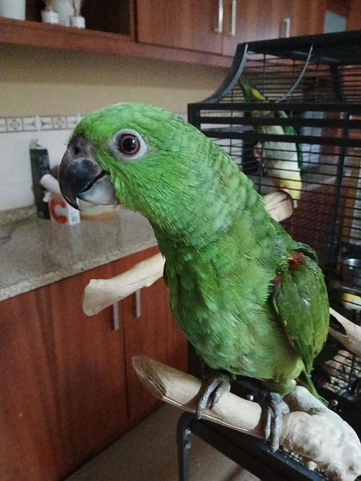 Amazonas auropaliatta