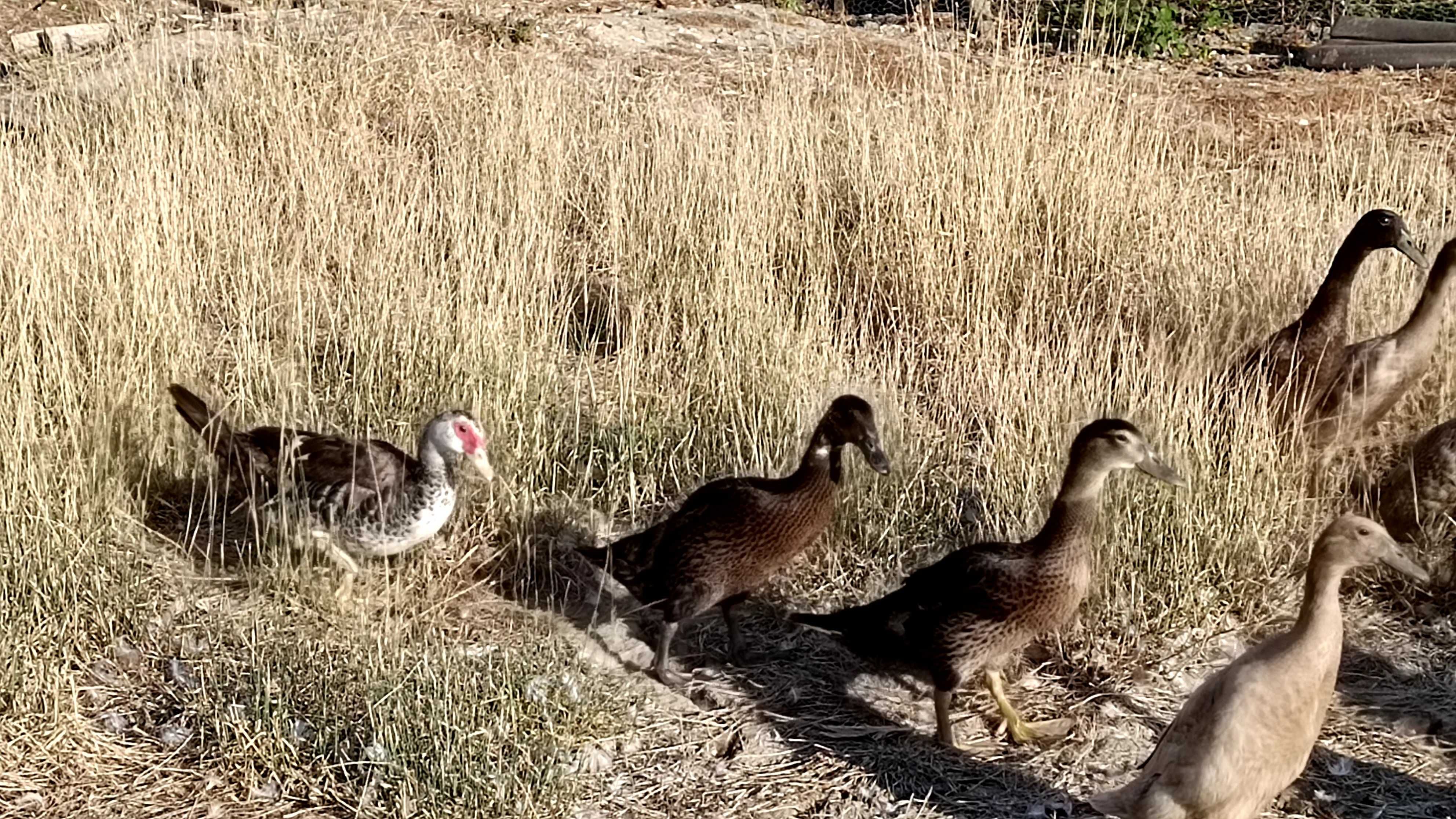 Patos criados na quinta